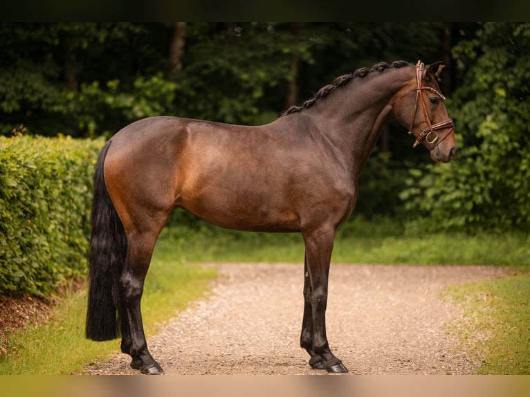 Hannoveraan Merrie 4 Jaar 165 cm Bruin in Wehringen
