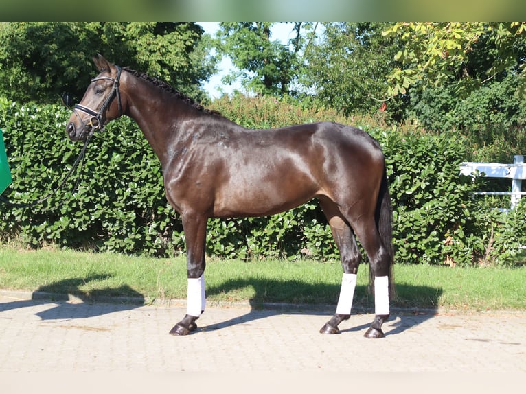 Hannoveraan Merrie 4 Jaar 165 cm Bruin in Selsingen