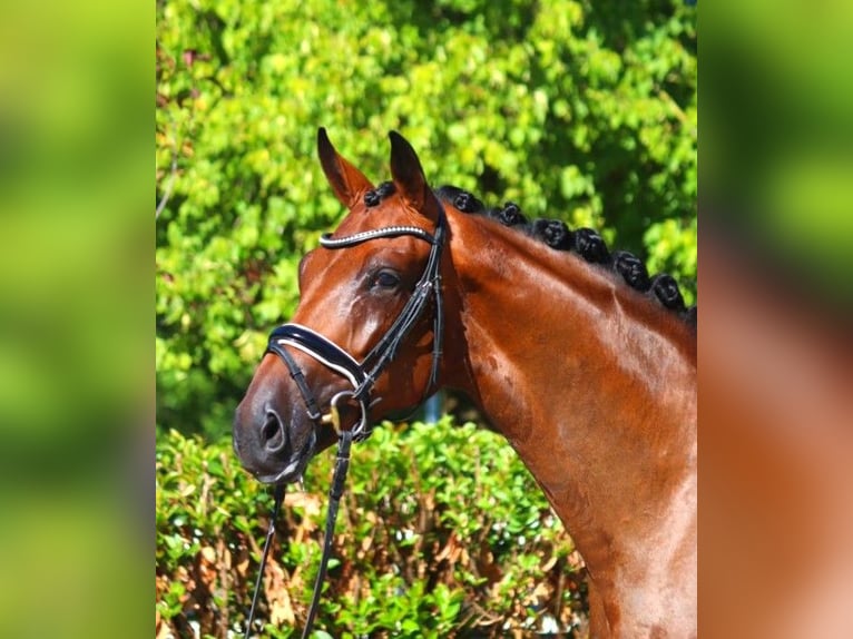 Hannoveraan Merrie 4 Jaar 165 cm Bruin in Selsingen