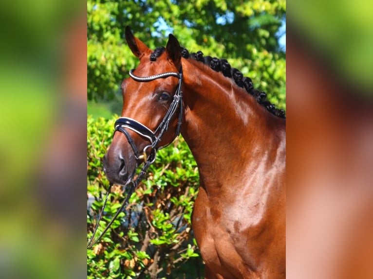 Hannoveraan Merrie 4 Jaar 165 cm Bruin in Selsingen