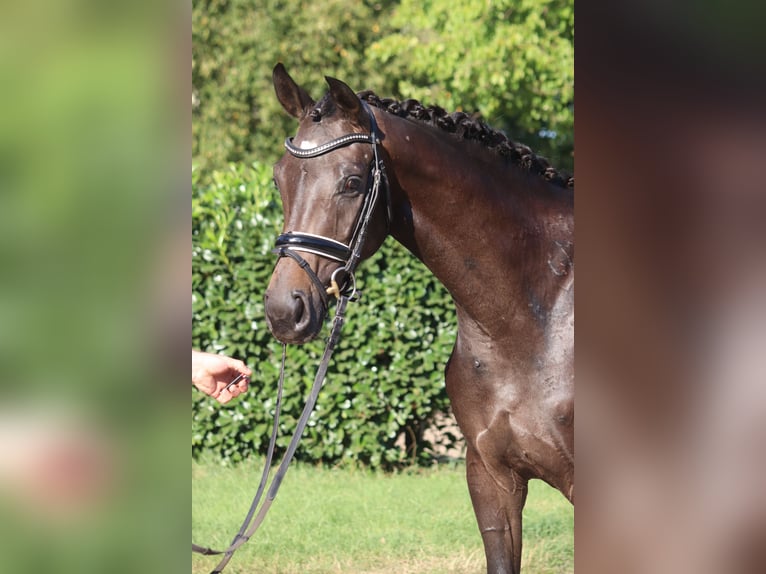 Hannoveraan Merrie 4 Jaar 165 cm Bruin in Selsingen