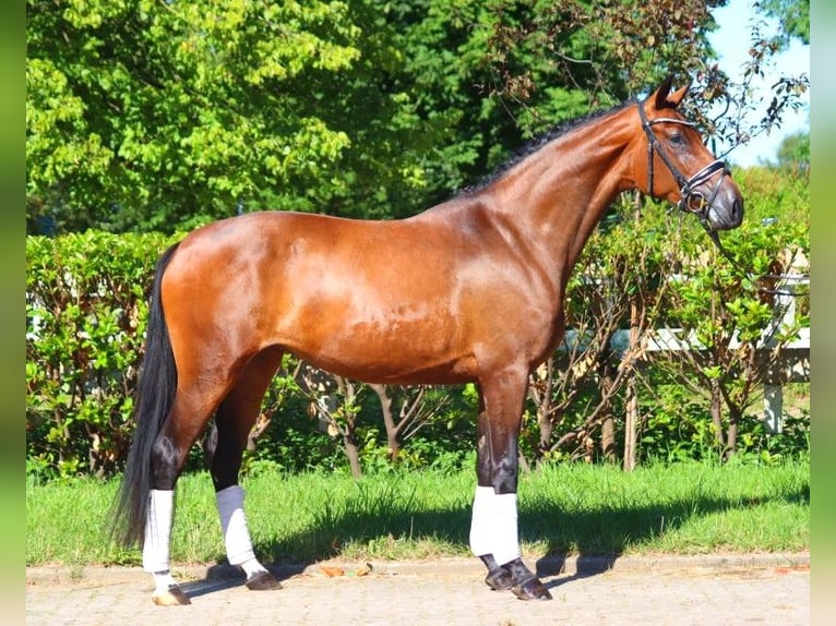 Hannoveraan Merrie 4 Jaar 165 cm Bruin in Selsingen