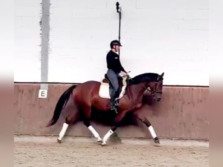 Hannoveraan Merrie 4 Jaar 165 cm Bruin in B&#xF6;heimkirchen