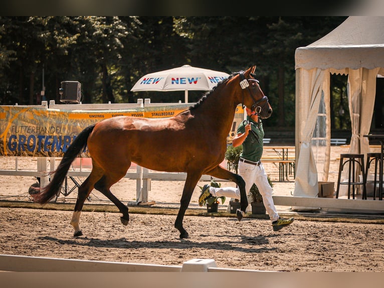 Hannoveraan Merrie 4 Jaar 165 cm Bruin in Moers