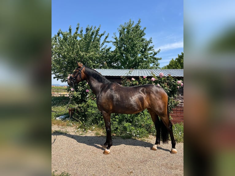 Hannoveraan Merrie 4 Jaar 165 cm Bruin in Steinweiler