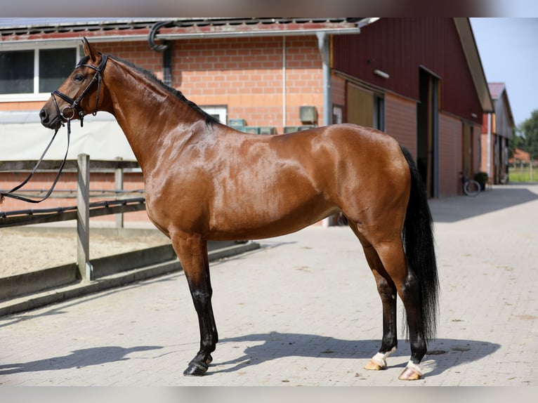 Hannoveraan Merrie 4 Jaar 165 cm Bruin in Lohne (Oldenburg)