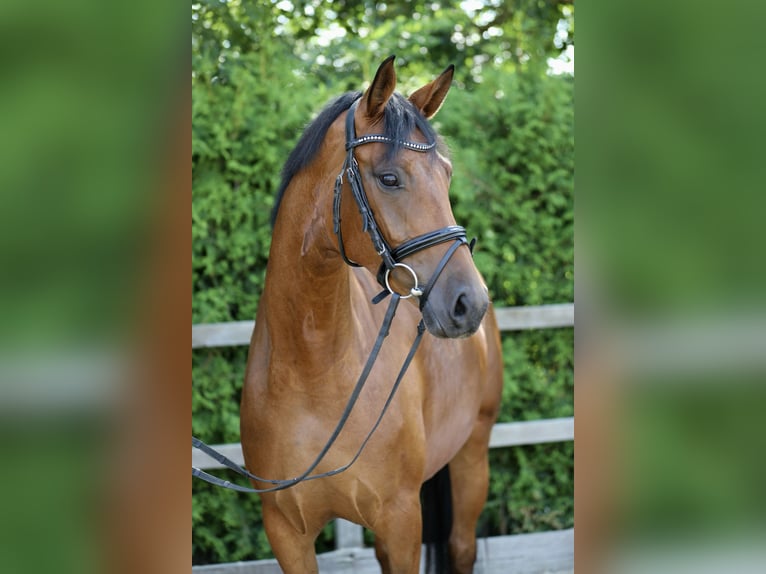 Hannoveraan Merrie 4 Jaar 165 cm Bruin in Lohne (Oldenburg)