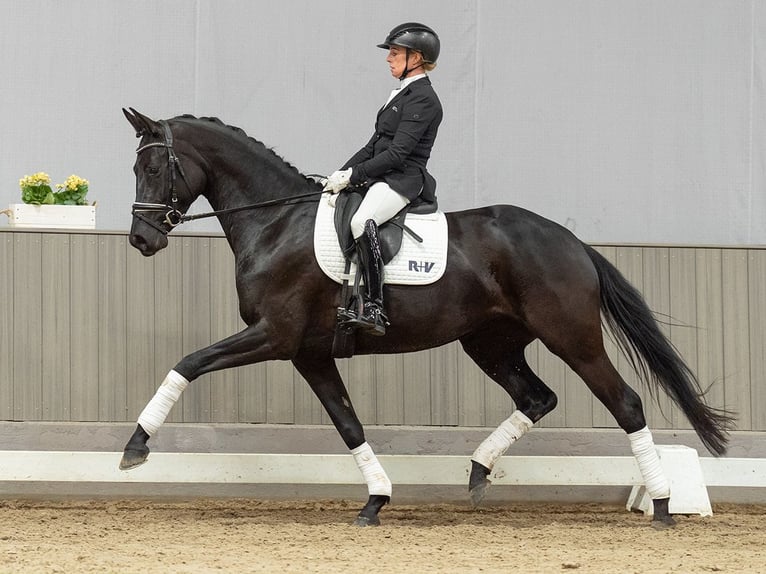 Hannoveraan Merrie 4 Jaar 165 cm Bruin in Münster-Handorf