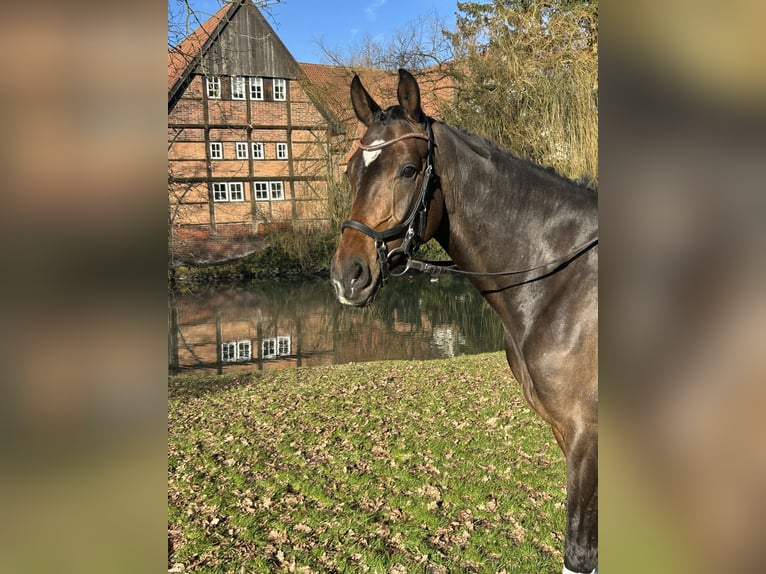 Hannoveraan Merrie 4 Jaar 165 cm Bruin in Nottuln