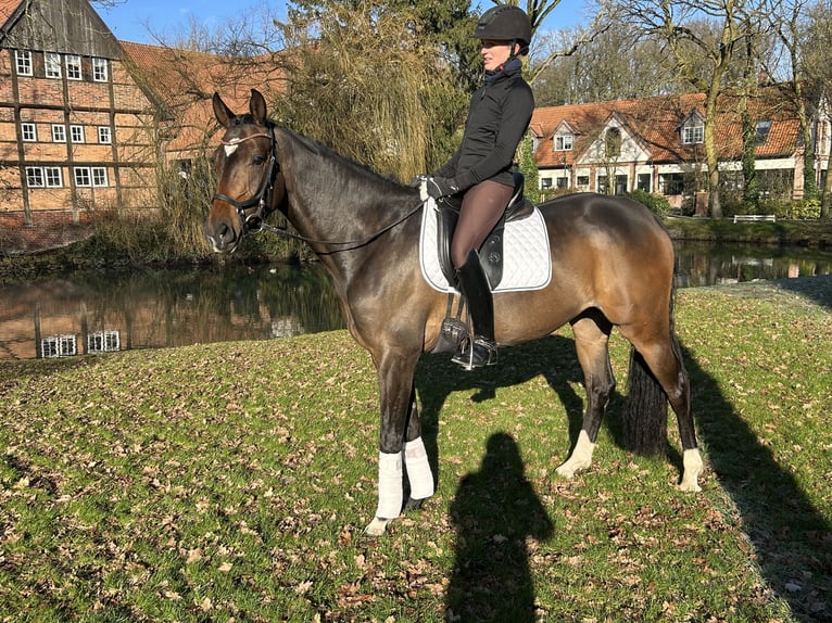 Hannoveraan Merrie 4 Jaar 165 cm Bruin in Nottuln