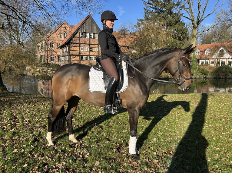 Hannoveraan Merrie 4 Jaar 165 cm Bruin in Nottuln