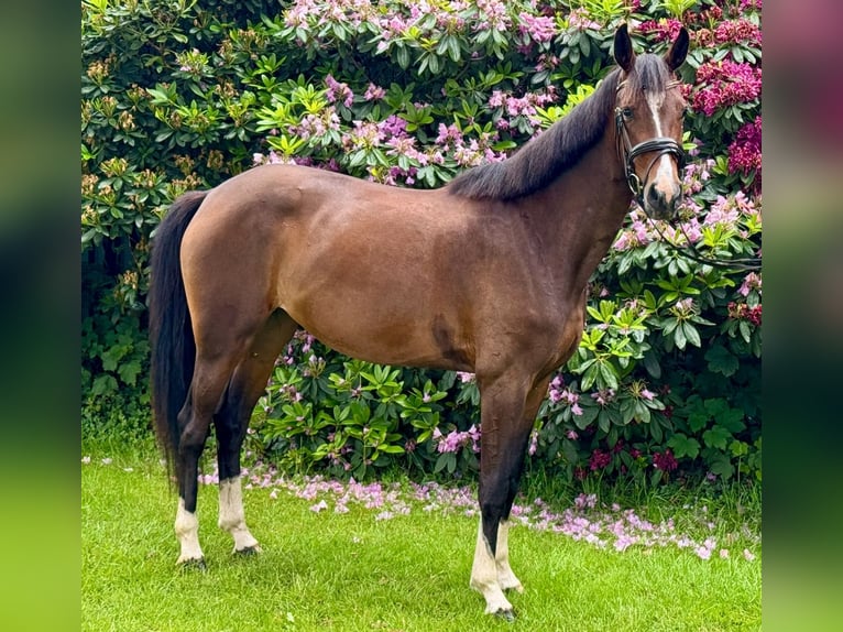 Hannoveraan Merrie 4 Jaar 165 cm Bruin in Oyten