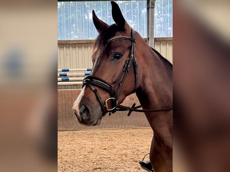 Hannoveraan Merrie 4 Jaar 165 cm Bruin in Oyten