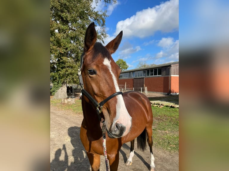 Hannoveraan Merrie 4 Jaar 165 cm Bruin in Gorleben Meetschow