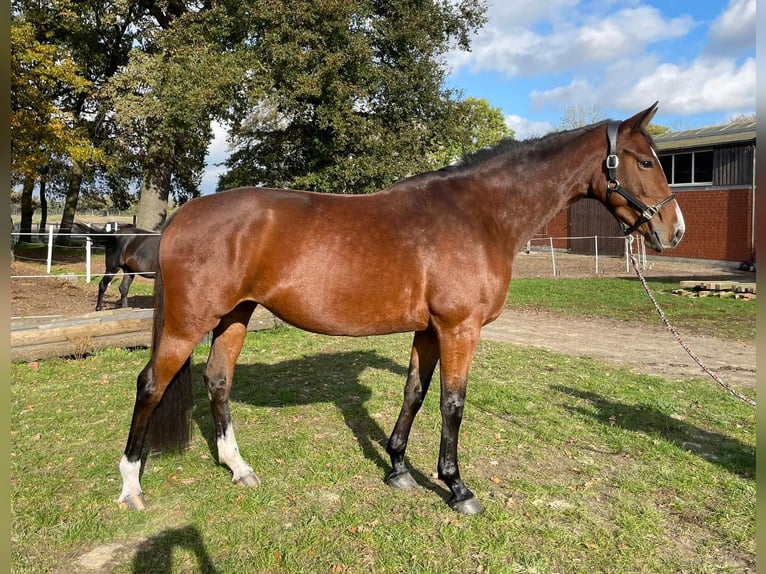 Hannoveraan Merrie 4 Jaar 165 cm Bruin in Gorleben Meetschow