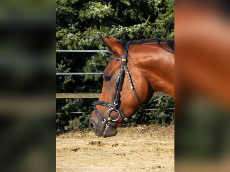 Hannoveraan Merrie 4 Jaar 165 cm Bruin in Wachtendonk