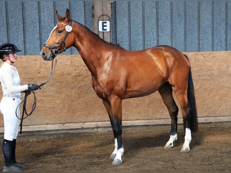 Hannoveraan Merrie 4 Jaar 165 cm Bruin in Wensin