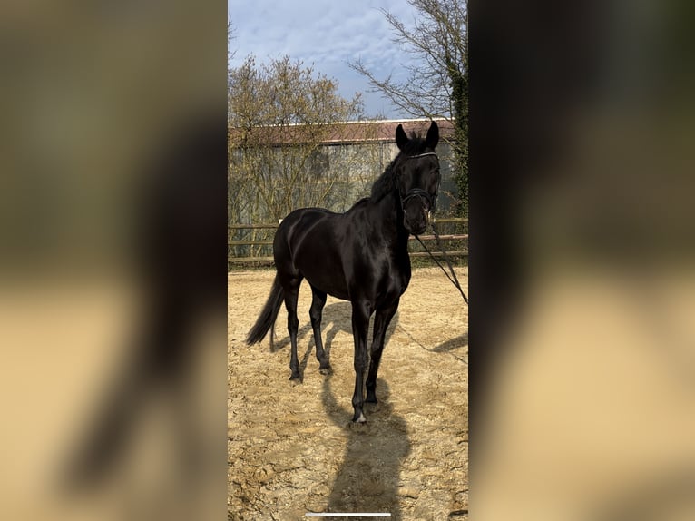 Hannoveraan Merrie 4 Jaar 165 cm Donkerbruin in Marxen