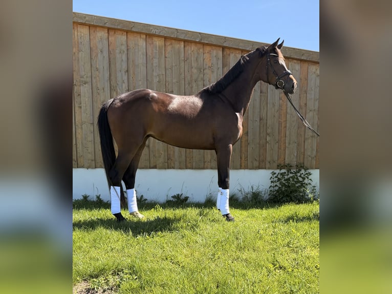 Hannoveraan Merrie 4 Jaar 165 cm Donkerbruin in Bissendorf