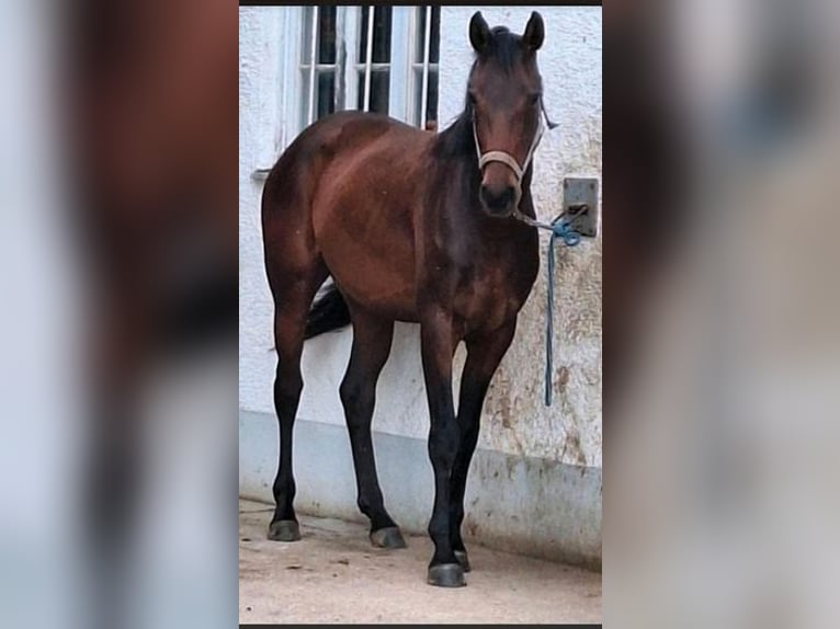Hannoveraan Merrie 4 Jaar 165 cm Donkerbruin in Pliening