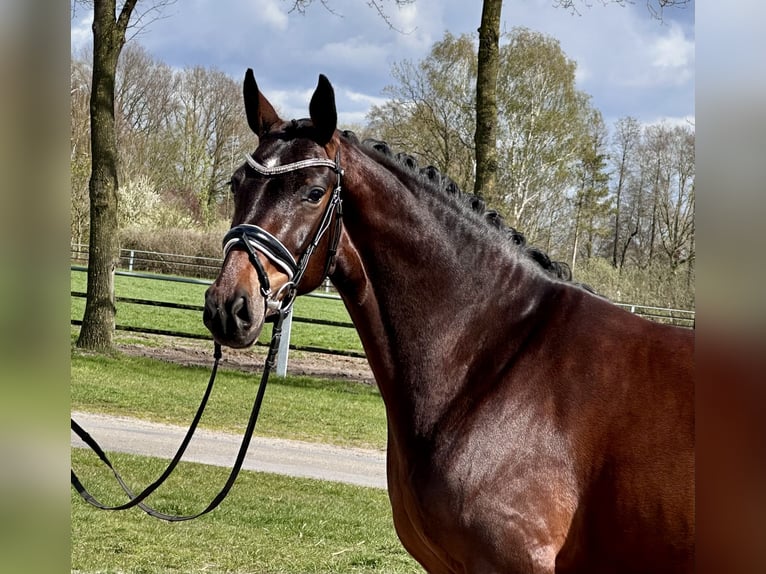 Hannoveraan Merrie 4 Jaar 165 cm Donkerbruin in Wettrup