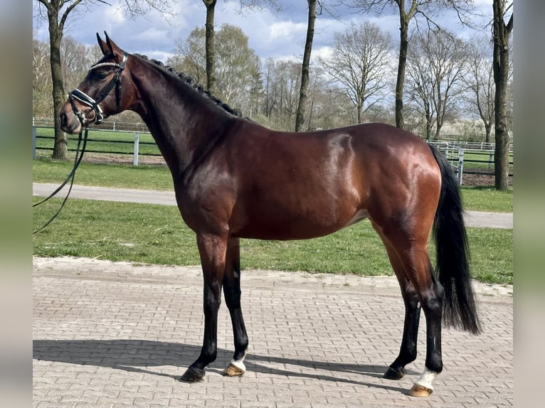 Hannoveraan Merrie 4 Jaar 165 cm Donkerbruin in Wettrup