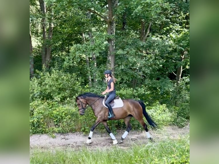 Hannoveraan Merrie 4 Jaar 165 cm Donkerbruin in Hittbergen