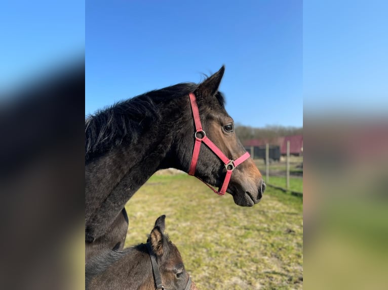 Hannoveraan Merrie 4 Jaar 165 cm Donkerbruin in WingstWingst