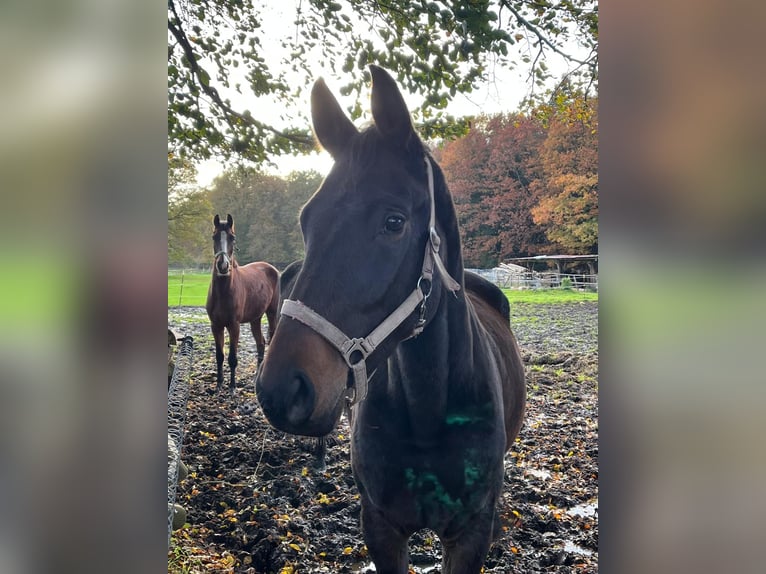 Hannoveraan Merrie 4 Jaar 165 cm Donkerbruin in WingstWingst