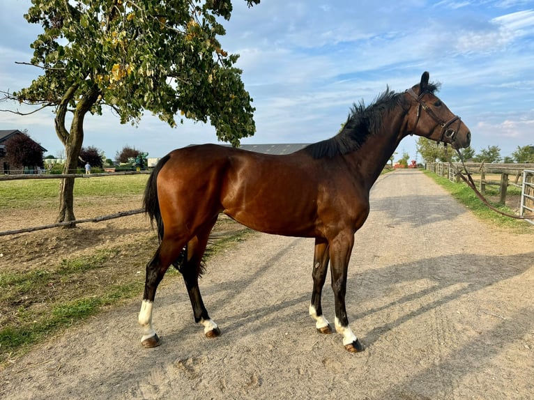 Hannoveraan Merrie 4 Jaar 165 cm Donkerbruin in Grevenbroich