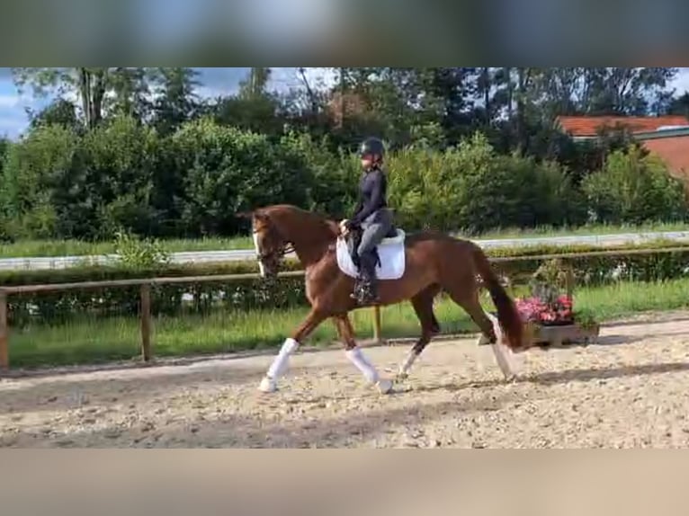 Hannoveraan Merrie 4 Jaar 165 cm Donkere-vos in Bülkau