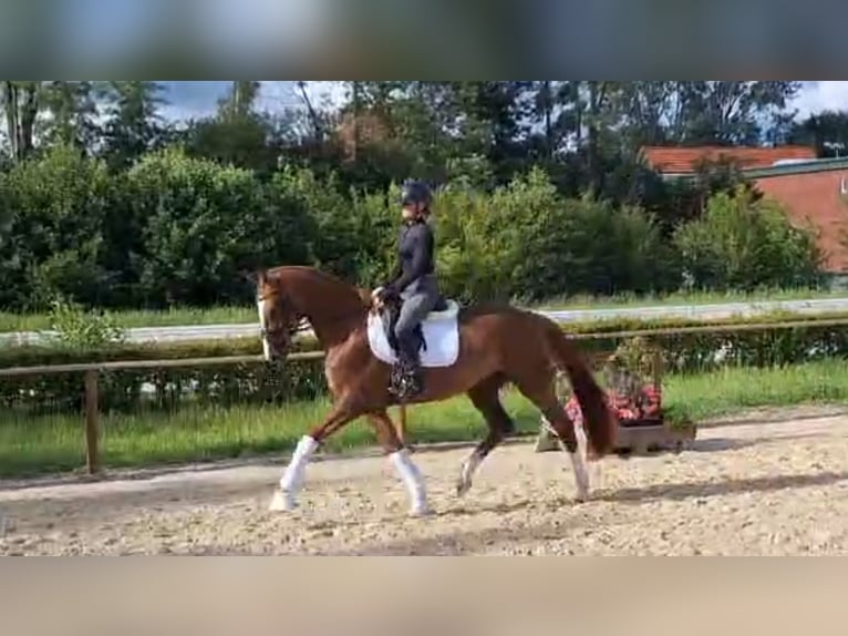 Hannoveraan Merrie 4 Jaar 165 cm Donkere-vos in Bülkau