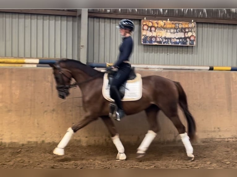 Hannoveraan Merrie 4 Jaar 165 cm Donkere-vos in Achim