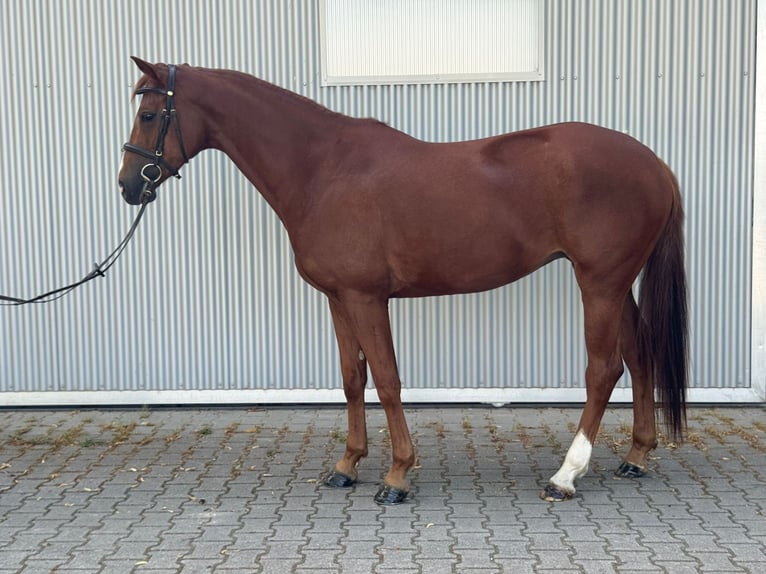 Hannoveraan Merrie 4 Jaar 165 cm Donkere-vos in Güglingen