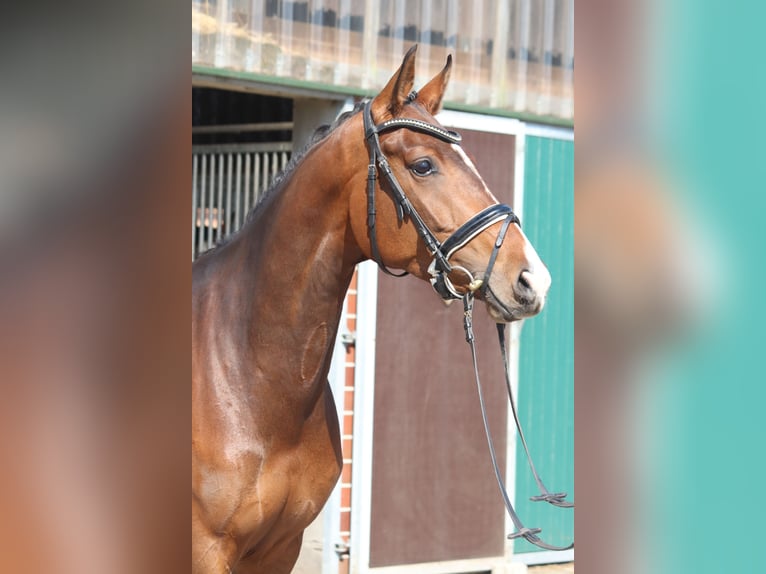 Hannoveraan Merrie 4 Jaar 165 cm Donkere-vos in Selsingen