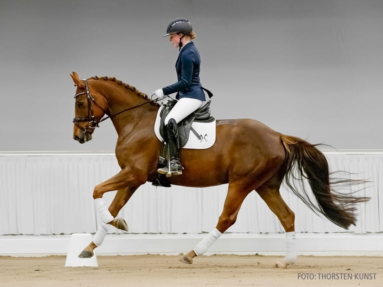 Hannoveraan Merrie 4 Jaar 165 cm Donkere-vos in Verden
