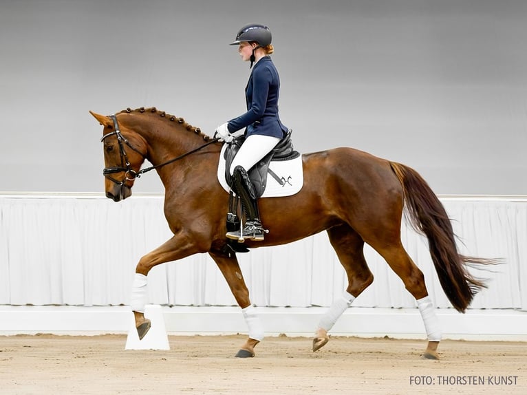 Hannoveraan Merrie 4 Jaar 165 cm Donkere-vos in Verden