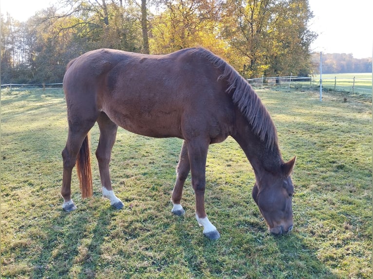 Hannoveraan Merrie 4 Jaar 165 cm in Borstel