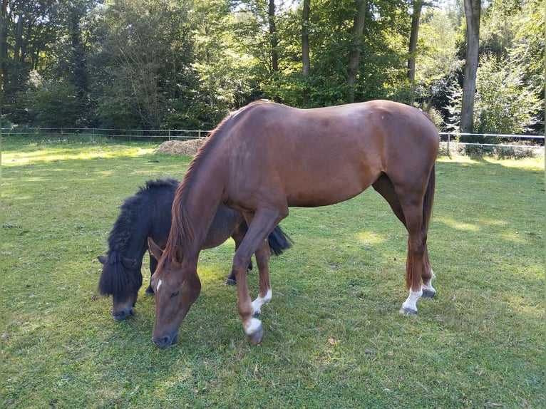 Hannoveraan Merrie 4 Jaar 165 cm in Borstel