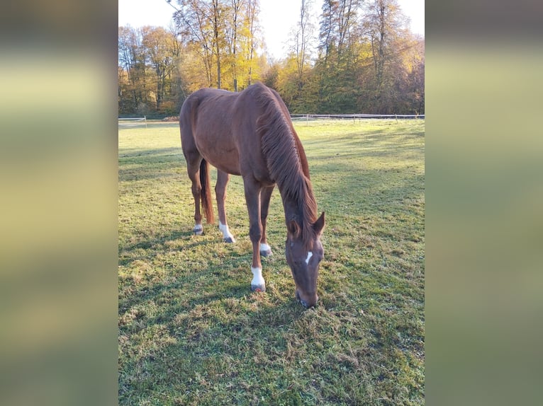 Hannoveraan Merrie 4 Jaar 165 cm in Borstel