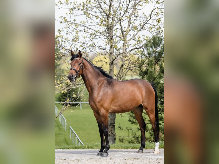 Hannoveraan Merrie 4 Jaar 165 cm Roodbruin in Duszniki