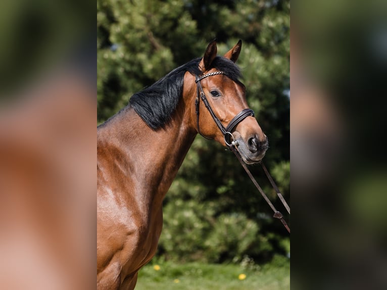 Hannoveraan Merrie 4 Jaar 165 cm Roodbruin in Duszniki