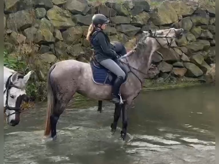 Hannoveraan Merrie 4 Jaar 165 cm Vliegenschimmel in Üxheim