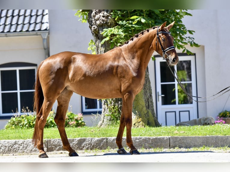 Hannoveraan Merrie 4 Jaar 165 cm Vos in Freienwill