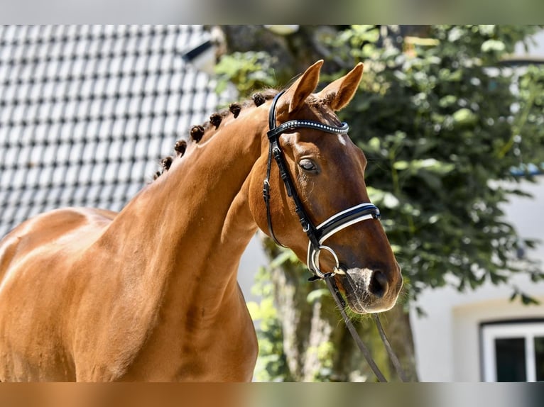 Hannoveraan Merrie 4 Jaar 165 cm Vos in Freienwill