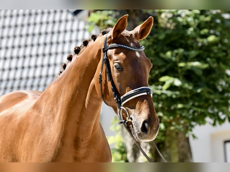 Hannoveraan Merrie 4 Jaar 165 cm Vos in Freienwill