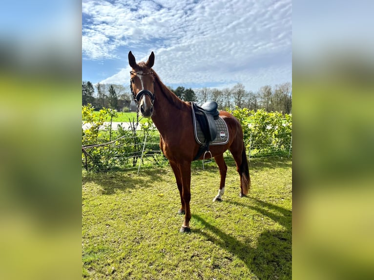 Hannoveraan Merrie 4 Jaar 165 cm Vos in Uplengen