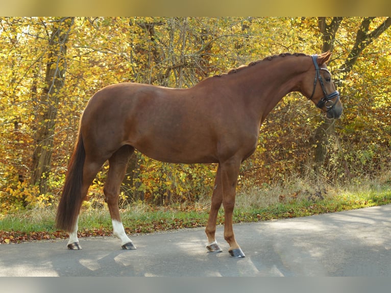 Hannoveraan Merrie 4 Jaar 165 cm Vos in Gleichen