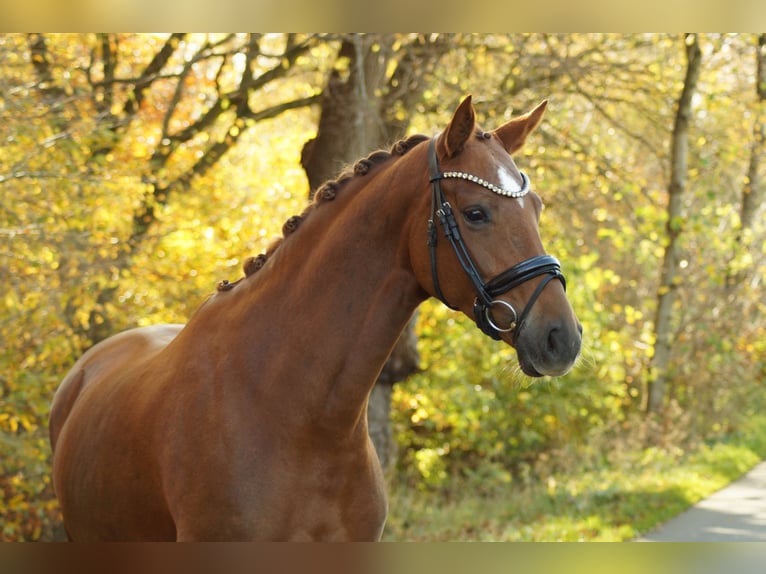 Hannoveraan Merrie 4 Jaar 165 cm Vos in Gleichen