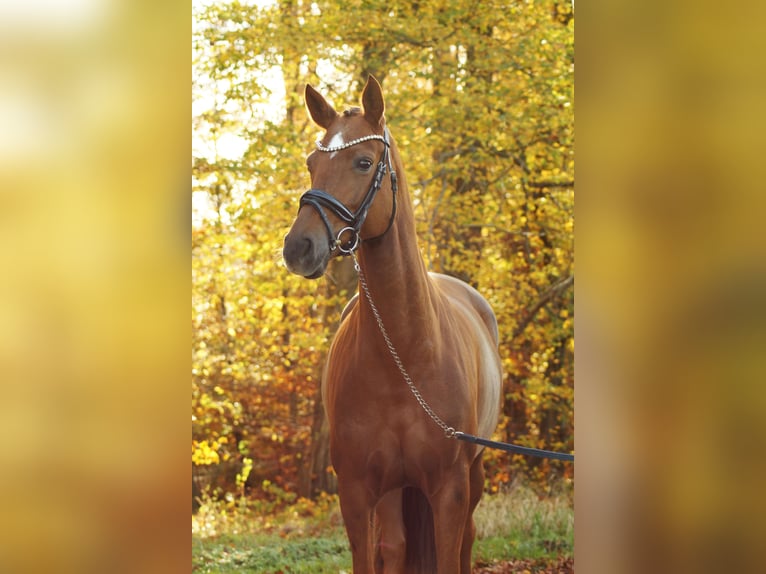 Hannoveraan Merrie 4 Jaar 165 cm Vos in Gleichen